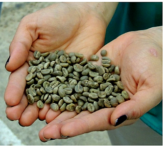 COLOMBIAN GREEN COFFEE – UGQ 12/60 NORM