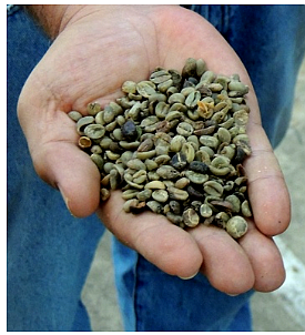 COLOMBIAN GREEN PASILLA COFFEE – PASILLA CONSUMER QUALITY